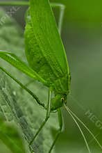 Tettigoniidae/ Katydids or bush crickets