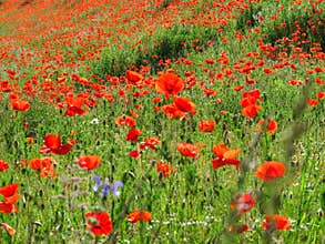 Bright red poppy field hillside