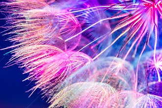 Colorful Pink Pastel Background - vivid abstract dandelion flowe