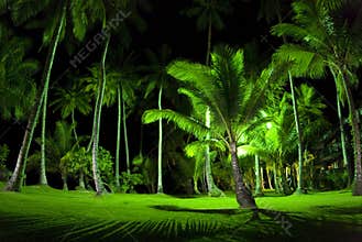 Green Palm Trees at Night