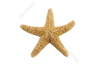 Starfish