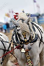 Grey plough horse