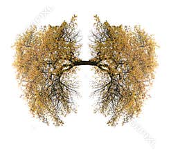 Tree lungs