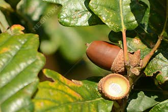 Oak tree in autumn with ripe acorns