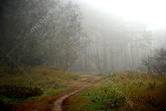 Autumn's forrest