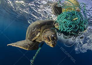 Green Sea Turtle, Galapagos