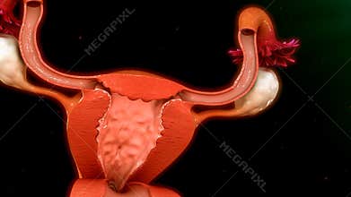 Menstrual Cycle