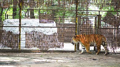 Tiger at Zoo