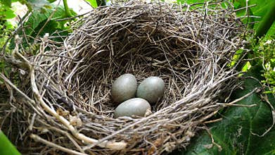 Blackbird eggs