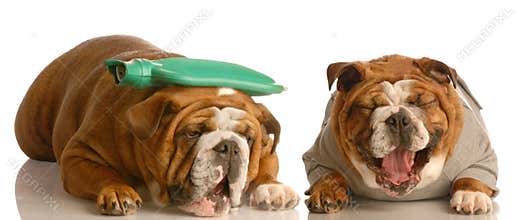 Sick dog