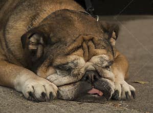 Bulldog sleeping