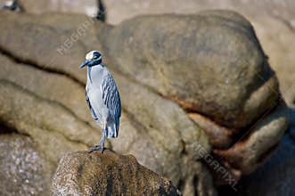Seabird on rock