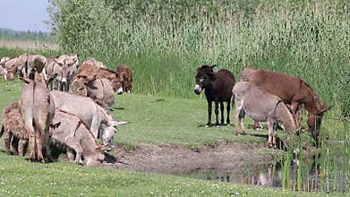 Donkeys drink water nature