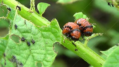 Colorado potato beetle eat potatoes. Slider