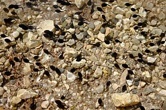 Tadpoles in shallow water by stony ground close-up