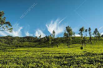 Ambewela, Nuwara Eliya Sri Lanka