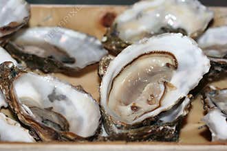 Oysters