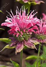 Monarda \'Marshall\'s Delight\'