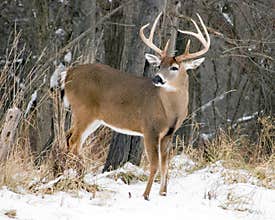 Whitetail Deer Buck