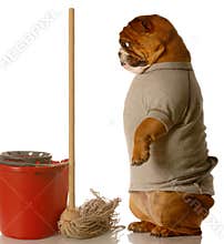 House training a dog