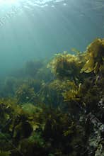 Kelp Rays Background