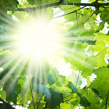 Sun rays through tree branches