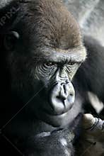 Gorilla ape close up portrait