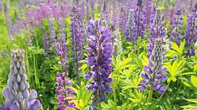 Honey bee on a field of lavender flowers