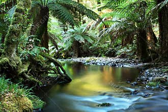 Rainforest