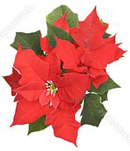 Poinsettia