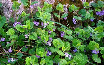 Violet wild flowers. Ground Ivy - Glechoma hederacea.