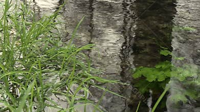 Detail of grass and water in brook