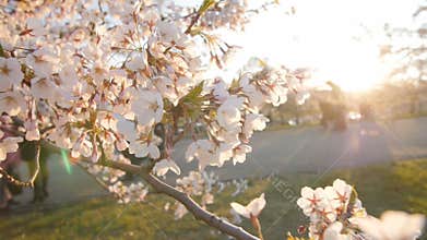 Branch of a blossoming cherry tree with beautiful white flowers. Shallow depth of field.