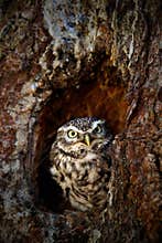 Little Owl, Athene noctua, in the tree nest hole forest in central Europe, portrait of small bird in the nature habitat, Czech Rep