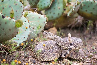 Western Diamond back rattlesnake ready to strike
