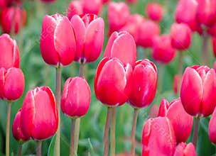 Bright Pink Tulips