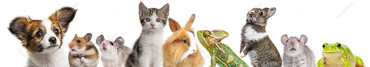 Cute animals