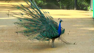 Peacock feathers shakes and spreads its tail