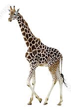 Isolated giraffe walking