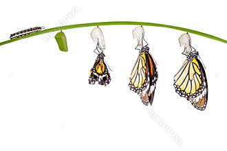 Transformation of common tiger butterfly emerging from cocoon on