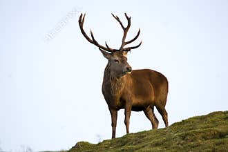 Red Deer Stag