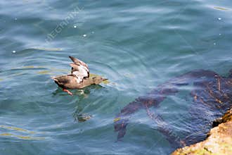 Black Guillemot, Cepphus grylle on water
