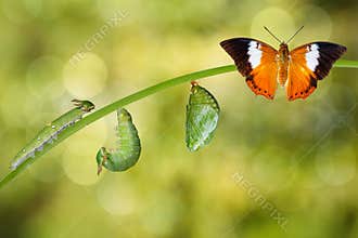 Life cycle of Tawny Rajah butterfly