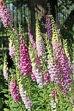 Beautiful foxglove stalks