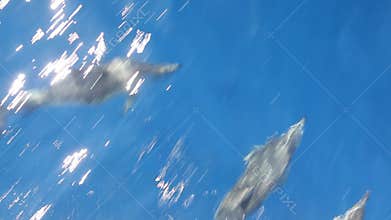 Dolphins swimming in waves