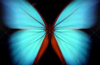 Blue morpho - abstract