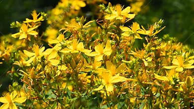 Chelidonium, celandine, kilwort flowers in wind