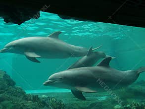 Dolphins