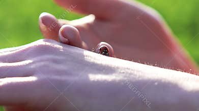 Close up woman hands holding ladybug on the hands. Slow motion