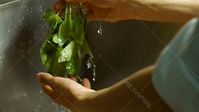Male hands washing basil.